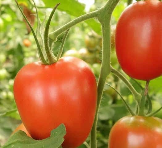 Tomate Perita Jandaia 2.950 Kgr